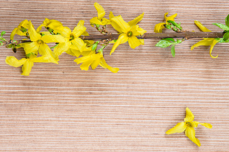 yellow spring forsythia blossoming flower background filtered retro effectの写真素材