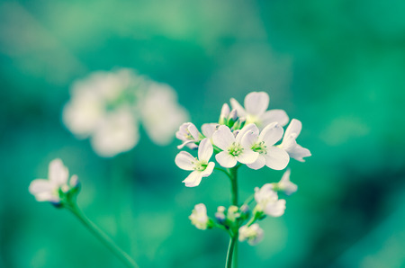 soft purple flower on green background 