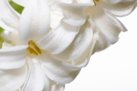 detail of white hyacinth on white backgroundの写真素材