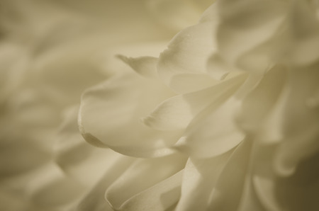 white blossoming chrysanthemum image backgroundの写真素材