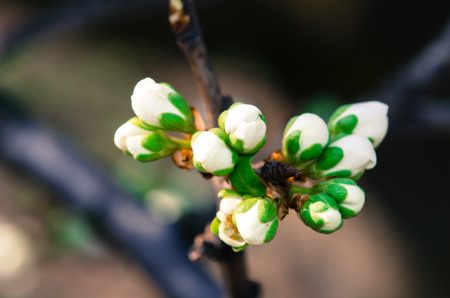 white blossoming flowers on blue backgroundの写真素材