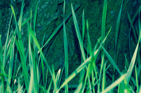 macro of green grass on the meadow filtere effectの写真素材