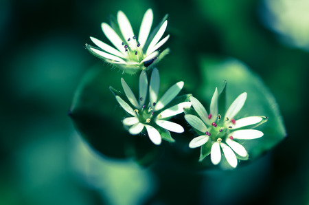 detail of soft white flower on green background 