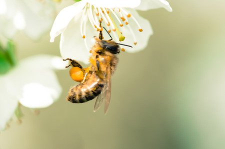bee in blossoming tree outside