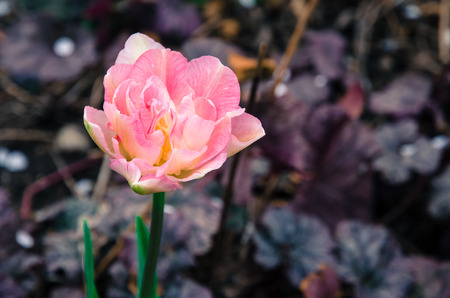 beautiful pink tulip on green background