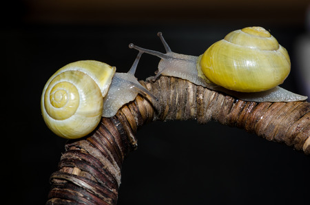 detail of snail on wooden backgroundの写真素材