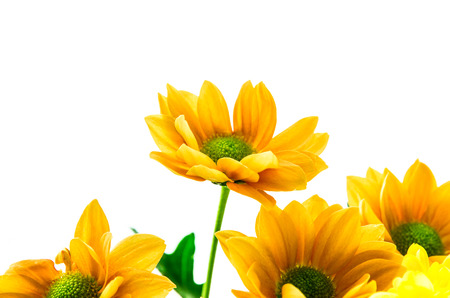 colorful yellow orange flowers backgroundの写真素材