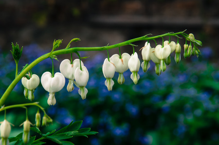 white heart flowers on green blue backgroundの写真素材