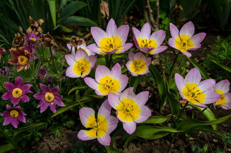 beautiful pink yellow tulip flower on green background