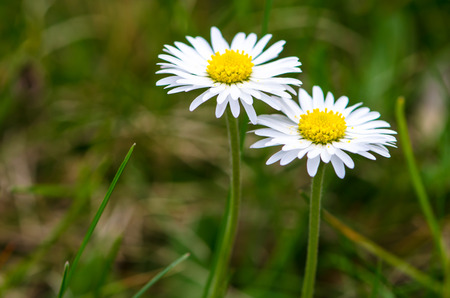 two daisies in green meadowの写真素材