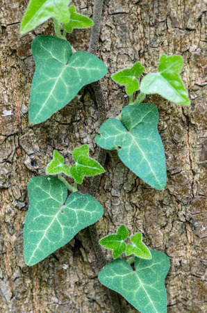 leaves on wooden tree image backgroundの写真素材