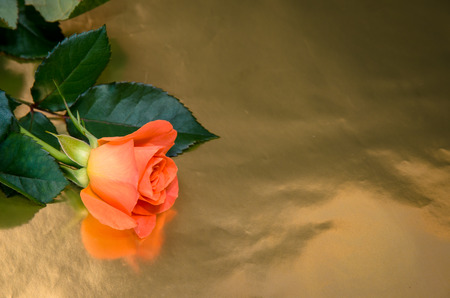 single orange roses on golden backgroundの写真素材