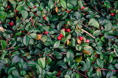 green leaves with red berries backgroundの写真素材