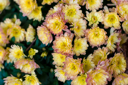 group of colorful chrysanthemum flowerの写真素材