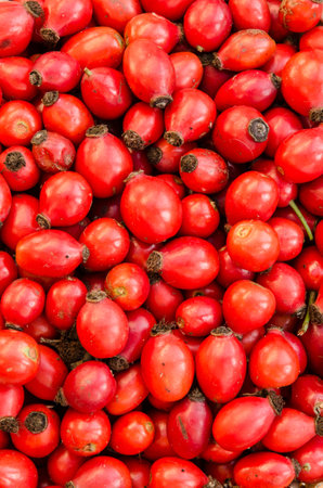 group of red brier fruitsの写真素材