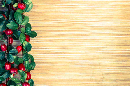 autumn concept with red berry plantの写真素材