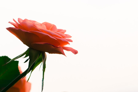 pink rose over white backgroundの写真素材