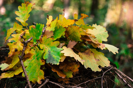 green and yellow leaves in the trunkの写真素材