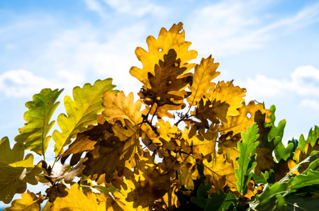 green and yellow autumn leaves