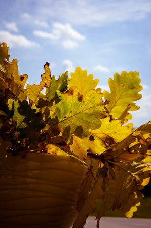 green and yellow autumn leaves
