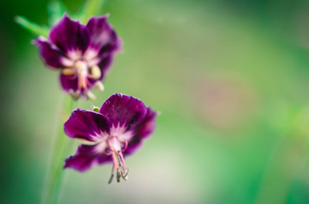 purple flower and green leaves