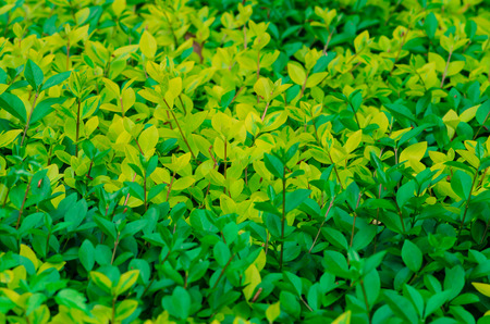 group of green leaves image backgroundの写真素材