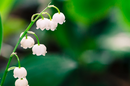 detail of white snowdrop on green background