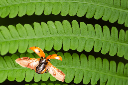group of green ferns image background and ladybug