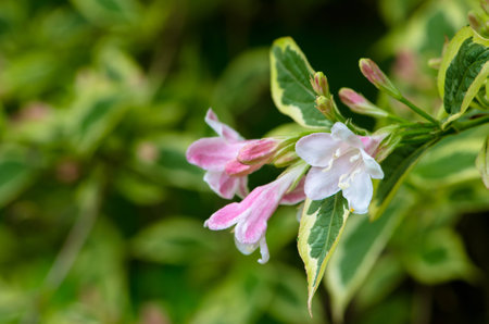 pink flower on green backgroundの写真素材