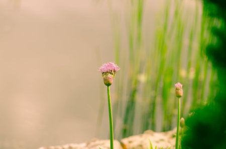 pink flower and green grassの写真素材