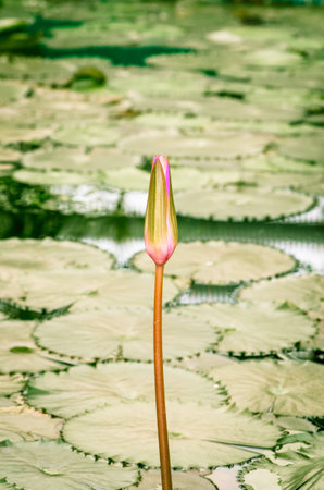bud of water lily with green leavesの写真素材