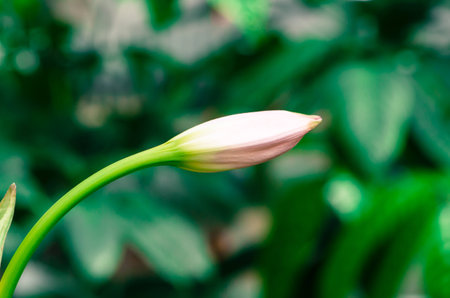 flower bud on green backgroundの写真素材