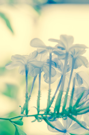 soft blue flower haze effectの写真素材
