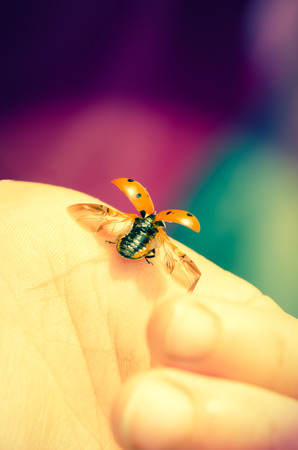 orange ladybud with open wingsの写真素材