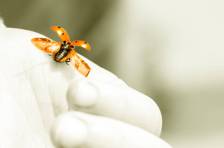 orange ladybud with open wingsの写真素材