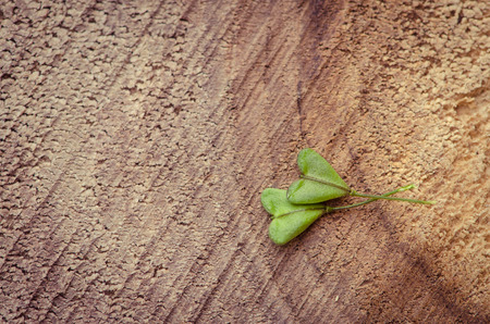 green leaves in heart shapeの写真素材
