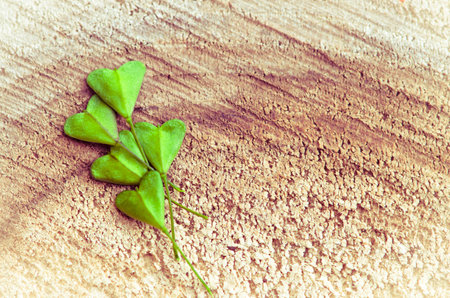 green leaves in heart shape