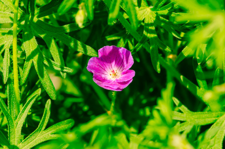 purple flower and green leaves