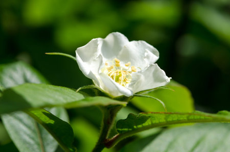 white flower and green leavesの写真素材
