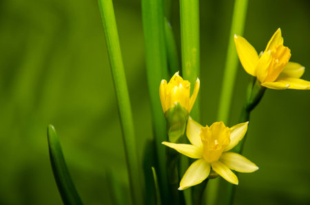yellow daffodils on green backgroundの写真素材