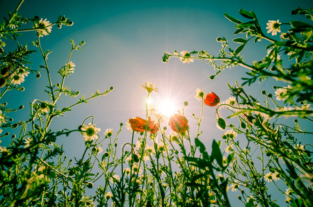 colorful flowers and sky imageの写真素材