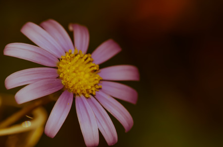 detail of white pink flower backgroundの写真素材