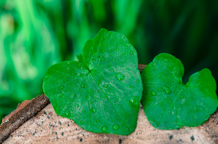 two green leaves in heart shape with water dropsの写真素材
