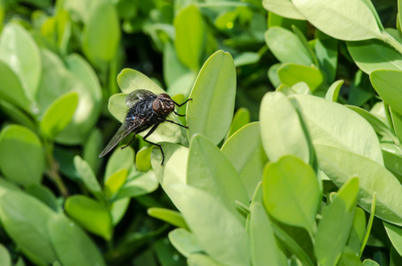 fly insect in green leaves