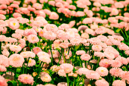 group of pink daisy flowersの写真素材