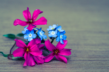 detail of pink daisy on wooden backgroundの写真素材