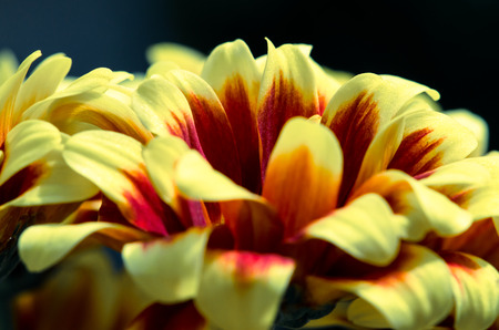 bright chrysanthemum flower detail imageの写真素材