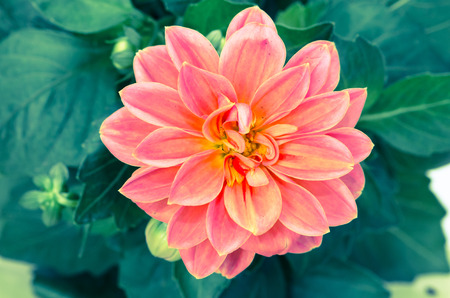 detail of pink flower image
