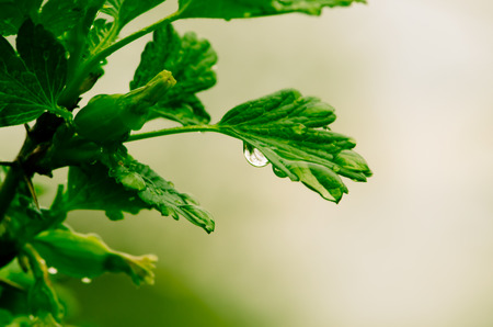 water drop on green leafの写真素材