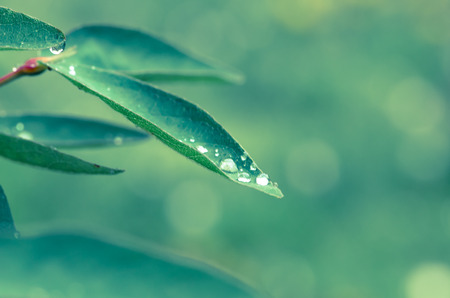 water drop on green leafの写真素材